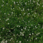 Fiesta weed killer is a post-emergent herbicide that could clear this patch of dandelions