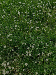 Picture of a lawn with a lot of dandelion that could be taken care of by Fiesta weed killer